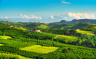 Fototapeta premium Langhe vineyards and hazel tree cultivation. Serralunga Alba, Piedmont, Italy Europe.