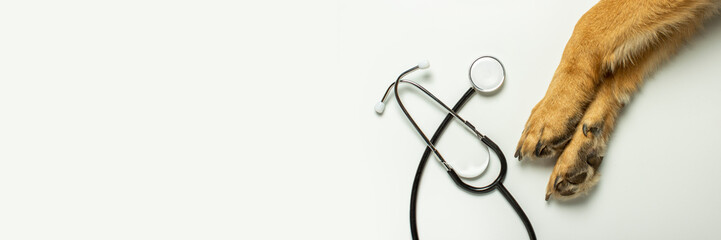 Dog paws and doctor's stethoscope on a light background. Concept veterinary clinic, shelter,...