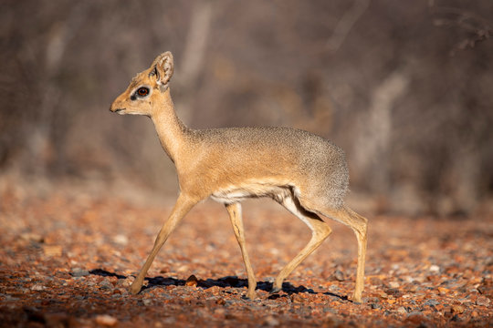 Dik Dik