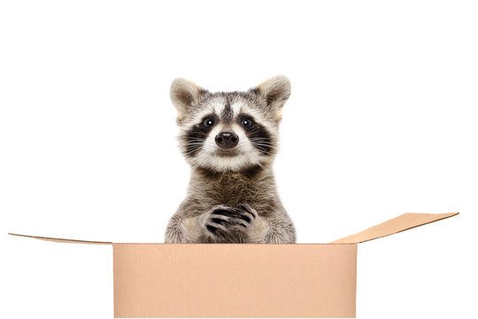 Funny raccoon sitting in a box isolated on white background
