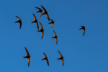 A flock of  flying black swifts. Common Swift (Apus apus).