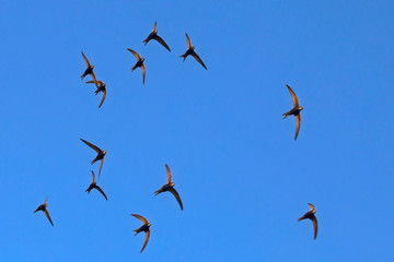 A flock of  flying black swifts. Common Swift (Apus apus).
