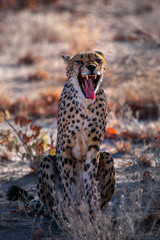 Cheetah yawn detail