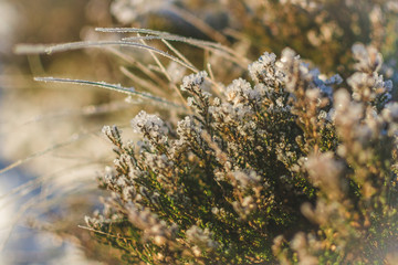 Winter moss, winter grass, crystalline ice, blurred background, closeup, winter sunny day
