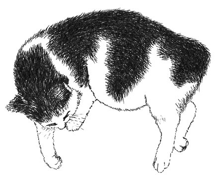 Sleeping black and white cat. Ink drawing. Drawn by hand.