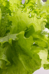 Juicy Green Lettuce on white background, closeup.