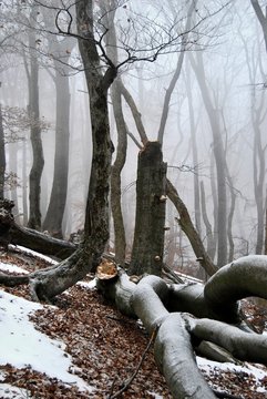 Mountain primeval forest in the winter
