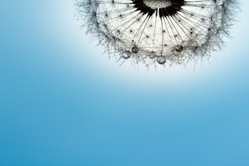  dandelion with bright drops of water on a light blue background