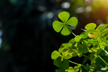 clover leaf in lens flare for background and St. Patrick's Day background - 326349881