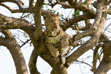 Fototapeta na wymiar Lounging Leopard