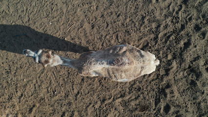 Aerial top down view of two humped camel grazing in corral. Negev desert, Ezuz village, Israel. Farming animals, agriculture.