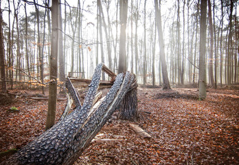 Fototapeta na wymiar Perspective of pine tree overturned by storm. The tree stands in the autumn forest with morning fog and backlit by the sun.
