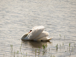 white swan on the lake at evening