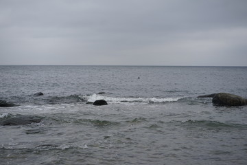 Fototapeta na wymiar Grey seals peeking out the wild waters of the baltic sea at Cape Arkona, island Rugia, Baltic Sea, Germany 