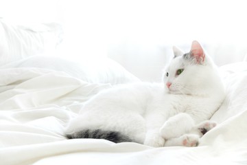Fototapeta na wymiar White cat looks away, lies on a white bed. Sleeping fluffy cat. Cute pet. Copy space for text.