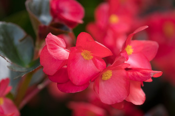 Obraz premium Begonia bronze leaf flowers closeup
