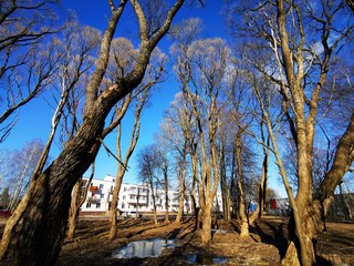 Three-storey residential new house in a village behind huge trees with blue sky. Green building in Russia.