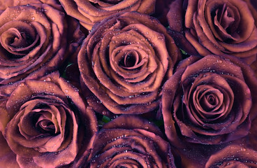 Floral background. Red dark rose flowers in dew drops close-up.