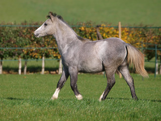 Obraz na płótnie Canvas Trotting Welsh Pony
