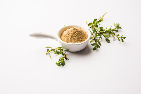 Bacopa monnieri herb plant or Ayurvedic  Brahmi plant with powder in a bowl, selective focus
