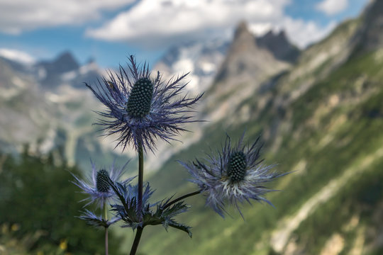 Chardon bleu des Alpes , Pralognan la Vanoise