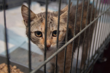  kitten looked out of the cage at the shelter. Pets