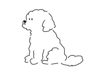 Toy poodle drawn with pen