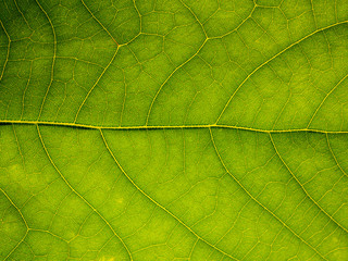 Naklejka na ściany i meble Abstract background of Green leaf. Beautiful leaves texture.Detail of leaf textured.