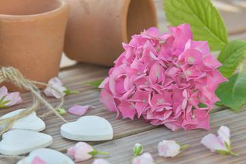 Obraz na płótnie Canvas pink flower of an hydrangea put on a table with decorative heart and flower pots