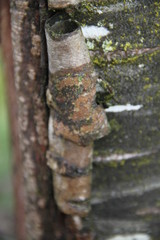 Cicatrization healing of a tree trunk