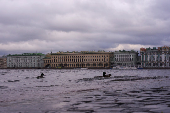 Ducks are walking about paving stones against the backdrop of the Winter Palace in St. Petersburg.