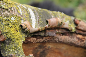 Cicatrization healing of a tree trunk