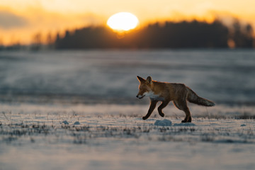 Red Fox on meadow covered with snow