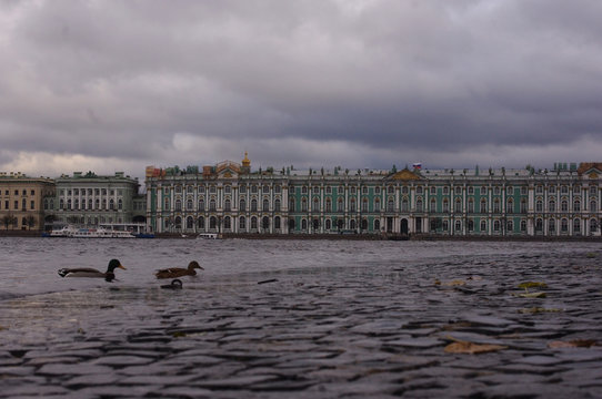 Ducks are walking about paving stones against the backdrop of the Winter Palace in St. Petersburg.