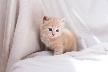 little peach kitten in a bed - 326356812