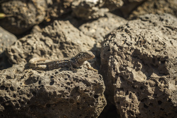 Lizard Tizón. Endemic lizard of the Canary Islands.