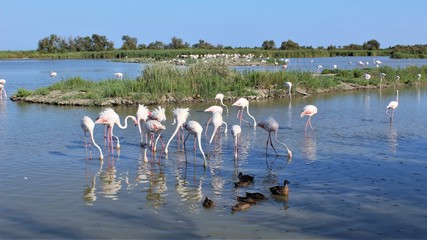 Fototapeta premium group of pink flamingos