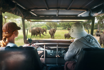 Couple young people watch wild elephants on safari tour in national park in Africa. - obrazy, fototapety, plakaty