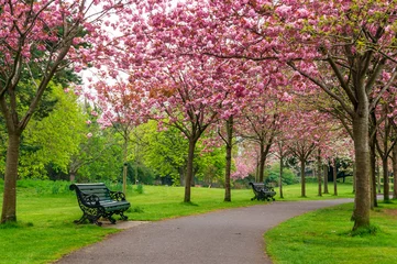 Gordijnen Alley through cherry blossom trees Springtime in the park. © Gabriel