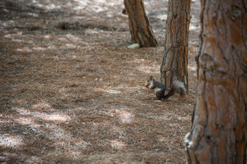 Squirrel in a city park