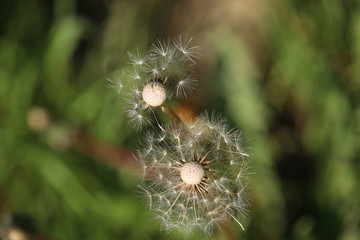  dandelion close-up