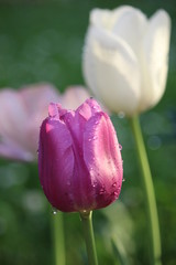 closeup of a pink tulip with raindrops