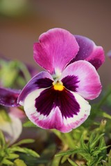 Obraz na płótnie Canvas violet flowers