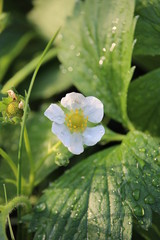  small strawberry flower