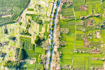 Fototapeta premium tea plantation