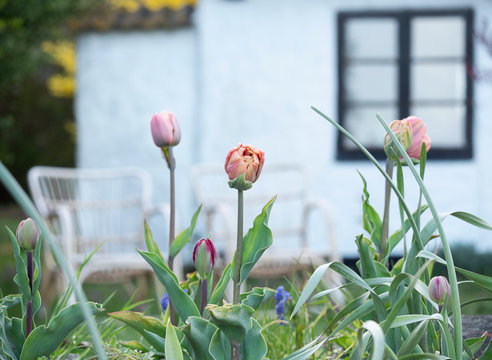 Tulip Garden. Spring Flowers. Landscape. Home Exterior. Location: Southern Sweden. May of 2019. 