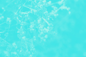 Mint aquamarine color gradient background, spring branch with first leaves, toned