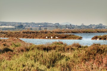 Flamingos in the wetlands of Santa Pola, Alicante