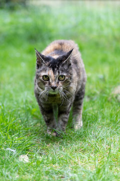 Katzen Senioren