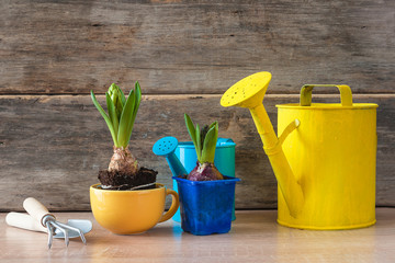 Spring gardening composition. Hyacinths flowers growths and gardening equipments on old wooden background. Space for text